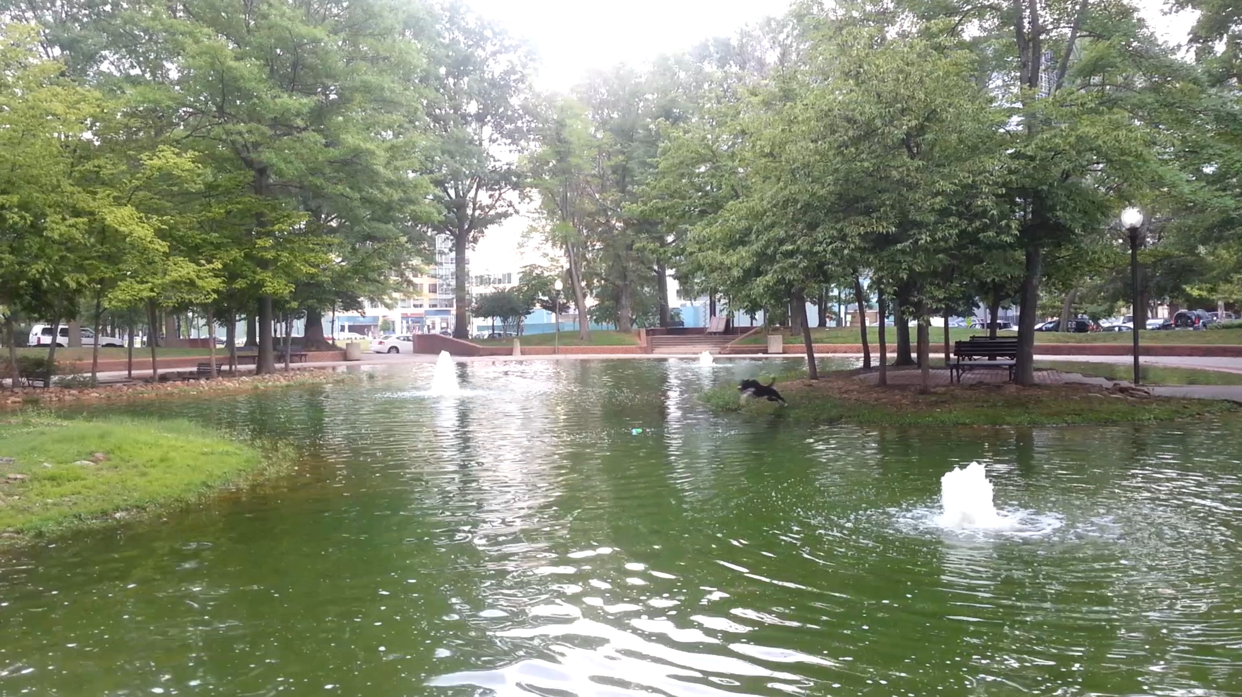 Duck Pond 1